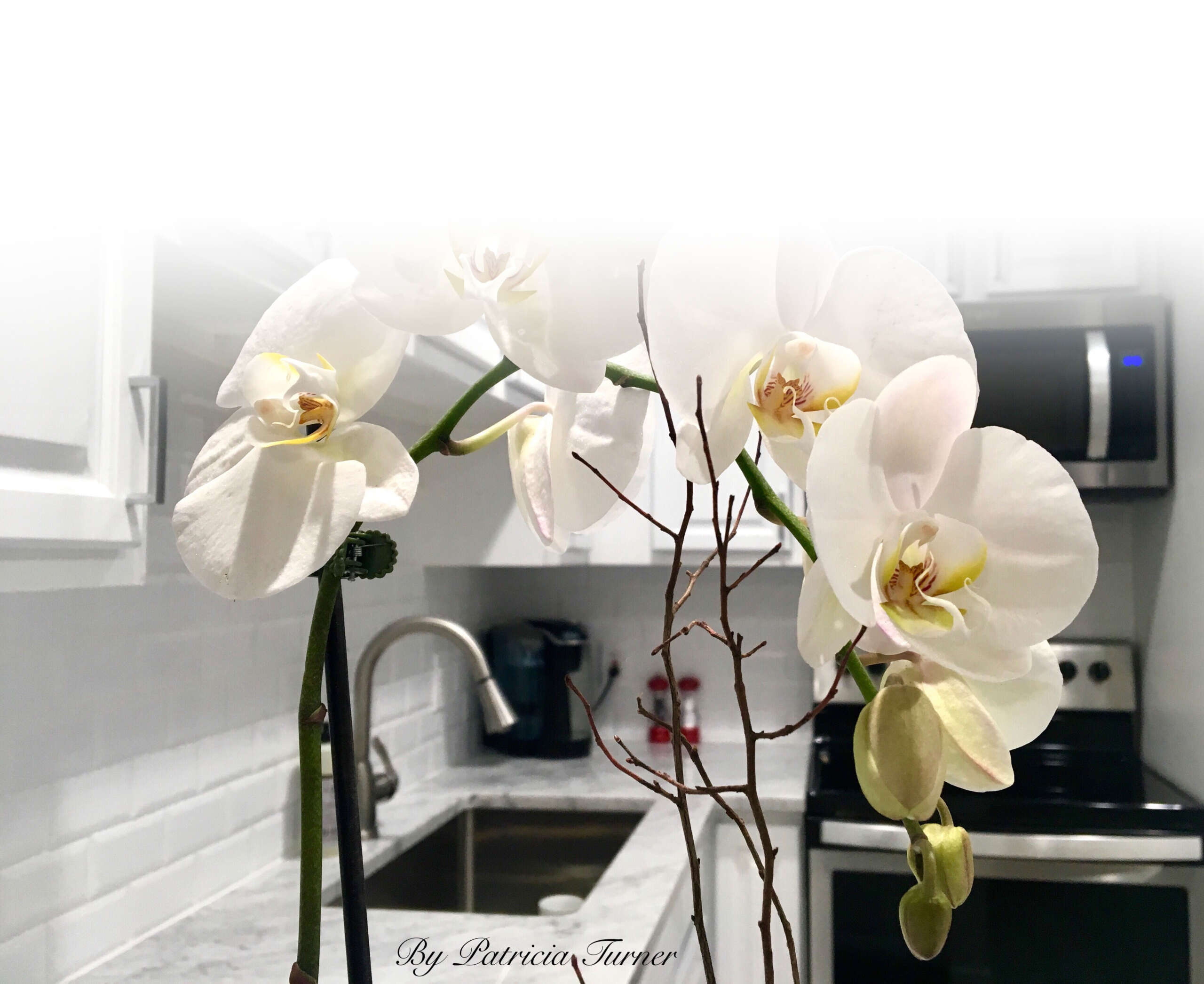 Unique Interiors By Patricia Turner Home